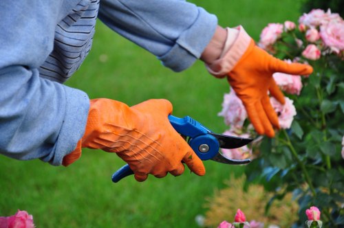 Closing image symbolising inclusive tree surgery information in Edmonton