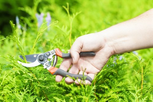 Edmonton tree surgery crew performing careful pruning