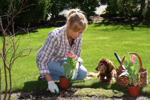 Commercial hedge maintenance for a tidy business frontage in Edmonton